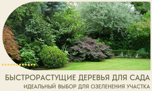 Быстрорастущие деревья для сада идеальный выбор в Нерюнгри