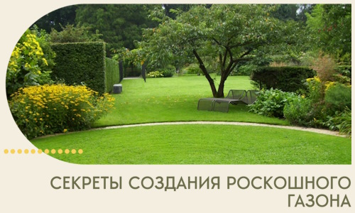 Секреты создания роскошного газона в Нерюнгри
